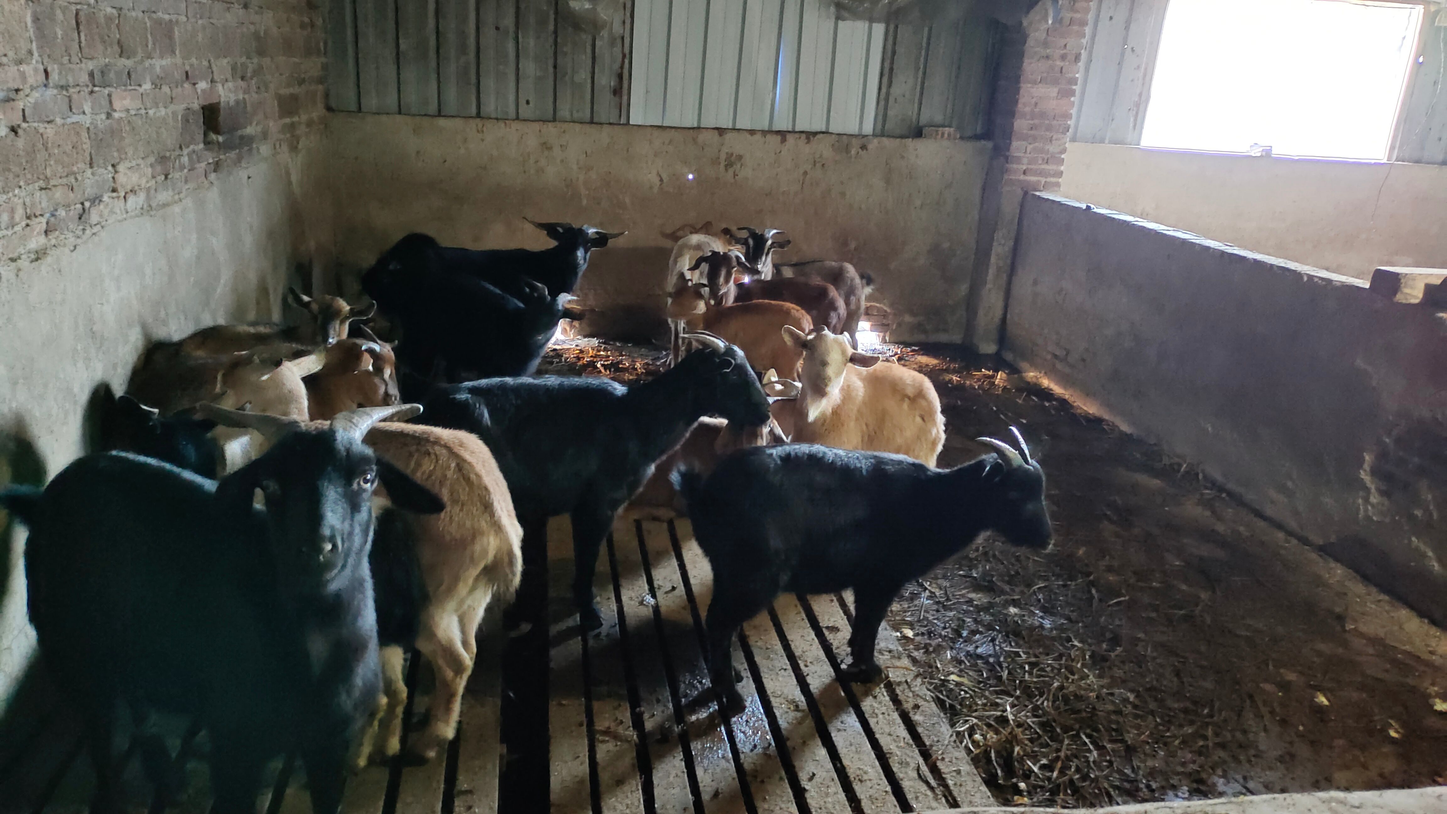  由于环保批量处理本地山羊