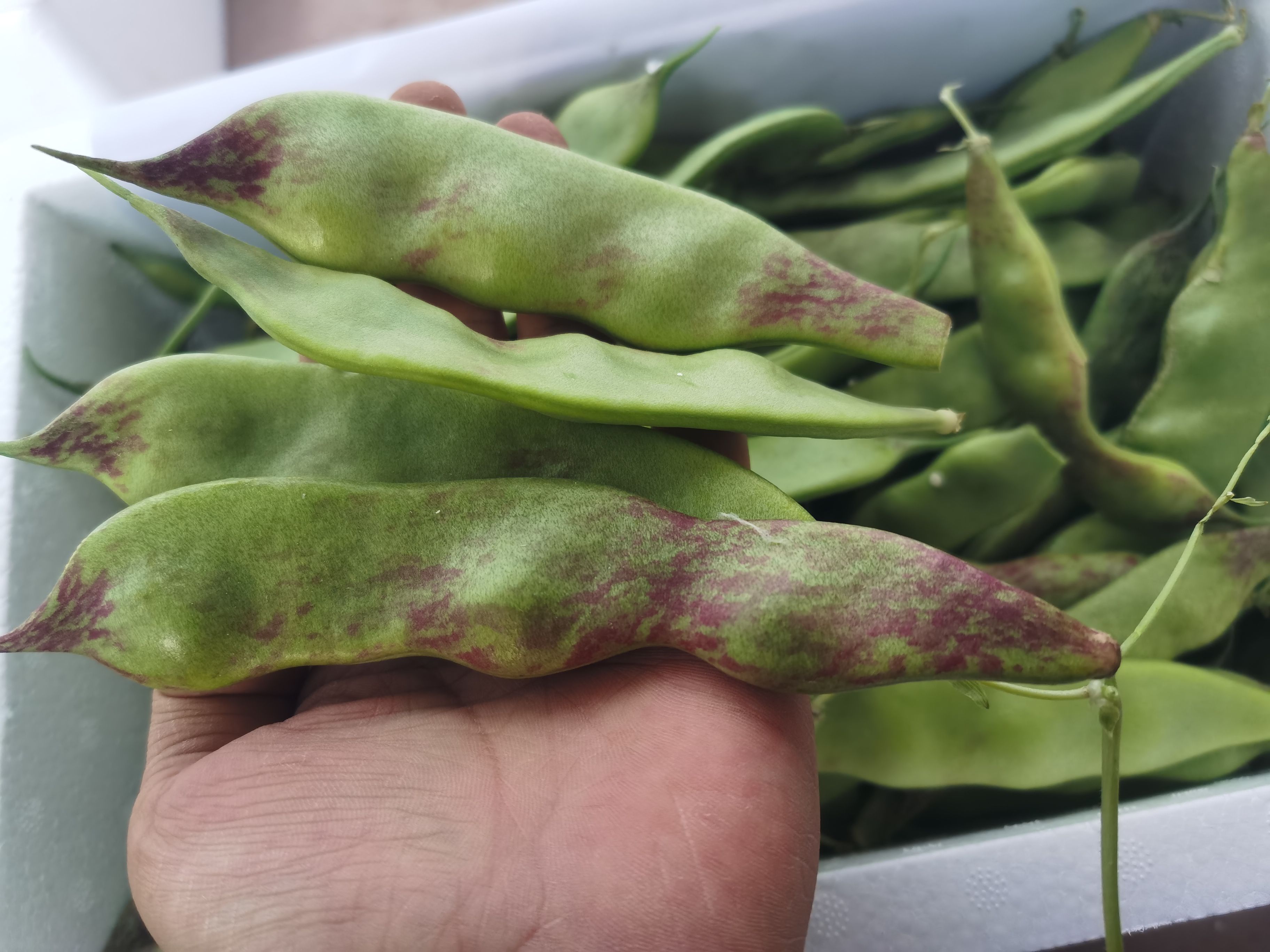 东北油豆角一点红油豆角新鲜采摘开锅烂面豆角大油豆角新鲜采摘