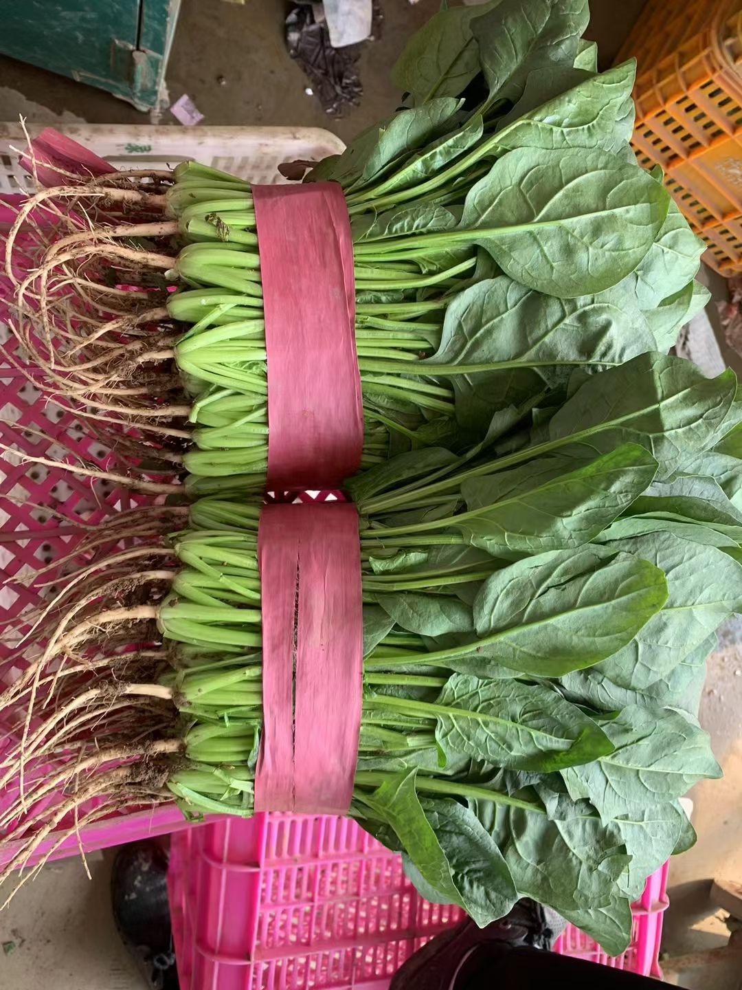 大叶菠菜 25~30cm