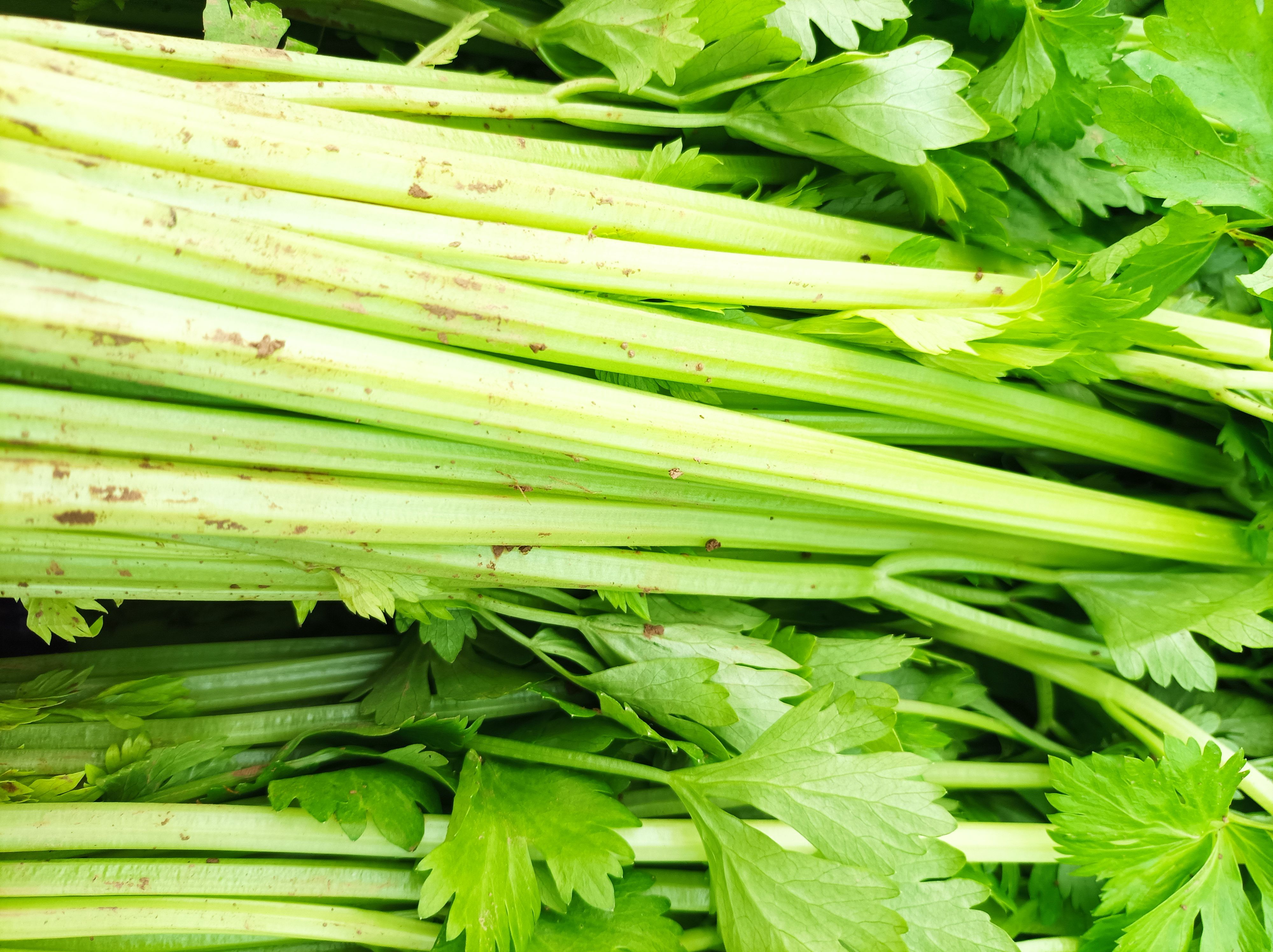 西芹 芹菜大量有货质量好价格便宜货源充足