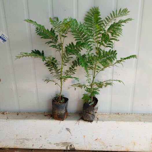 广州尖叶蓝花楹 蓝花楹，带土，量大从优