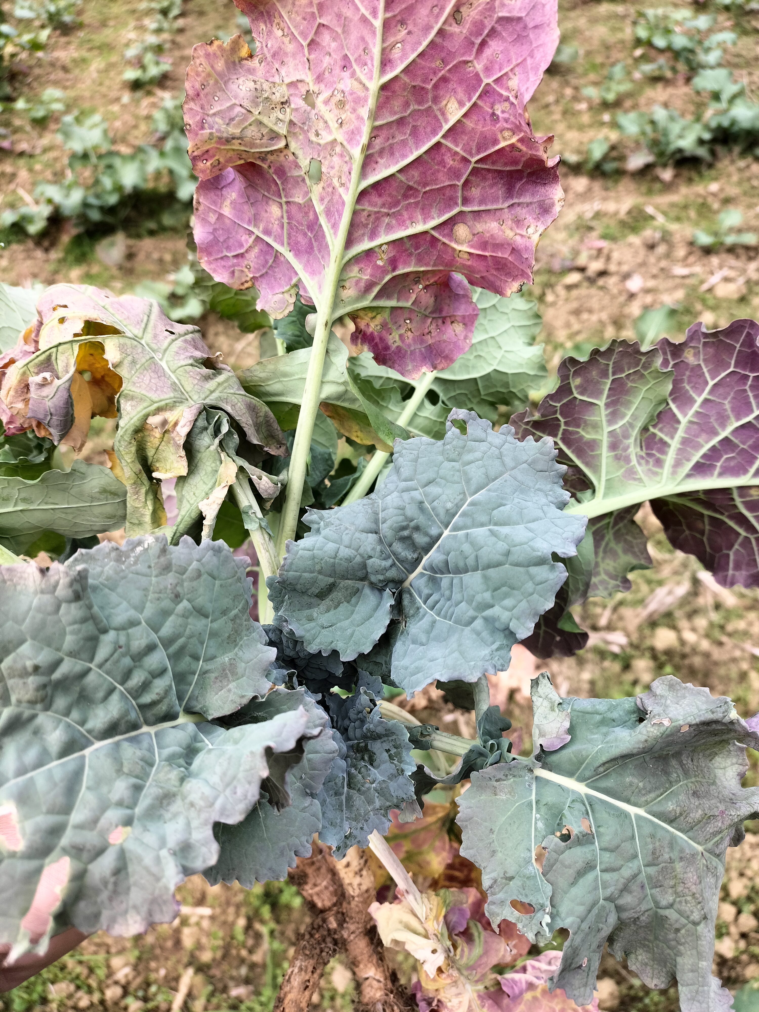 油菜枯萎病图片图片