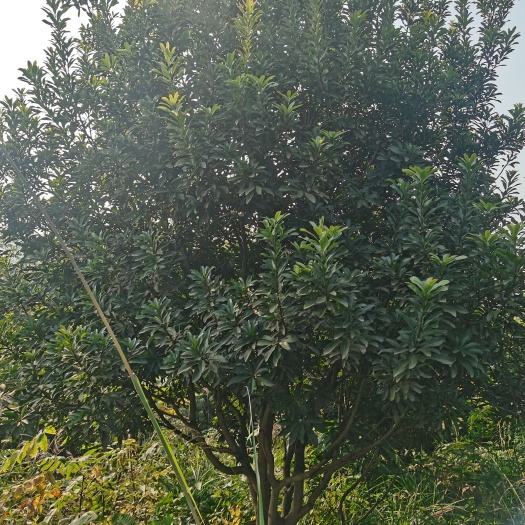 合江县杨梅树 地笼杨梅