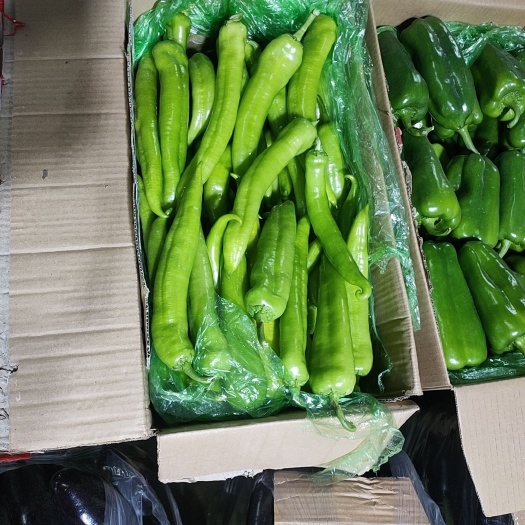 长春黄皮辣椒 品质优，价格廉！
