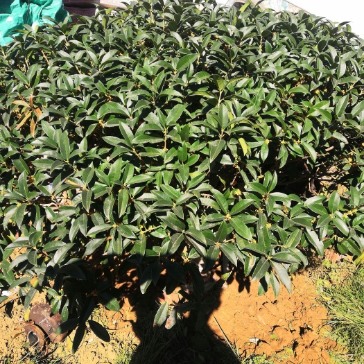 宁阳县桂花树苗 小的不需要品种，量大优惠