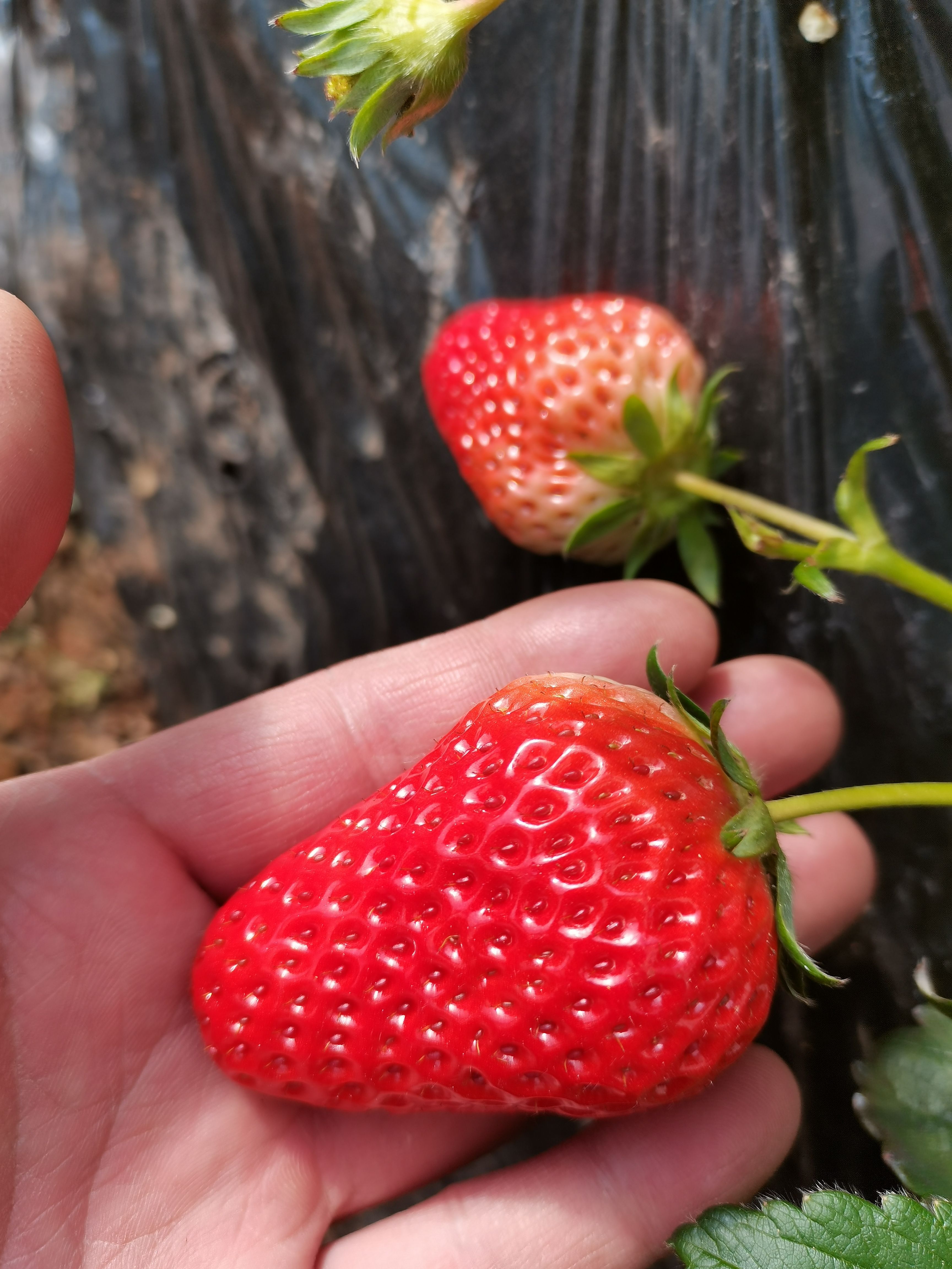 红颜草莓 丹东99草莓牛奶草莓新鲜大果三斤装