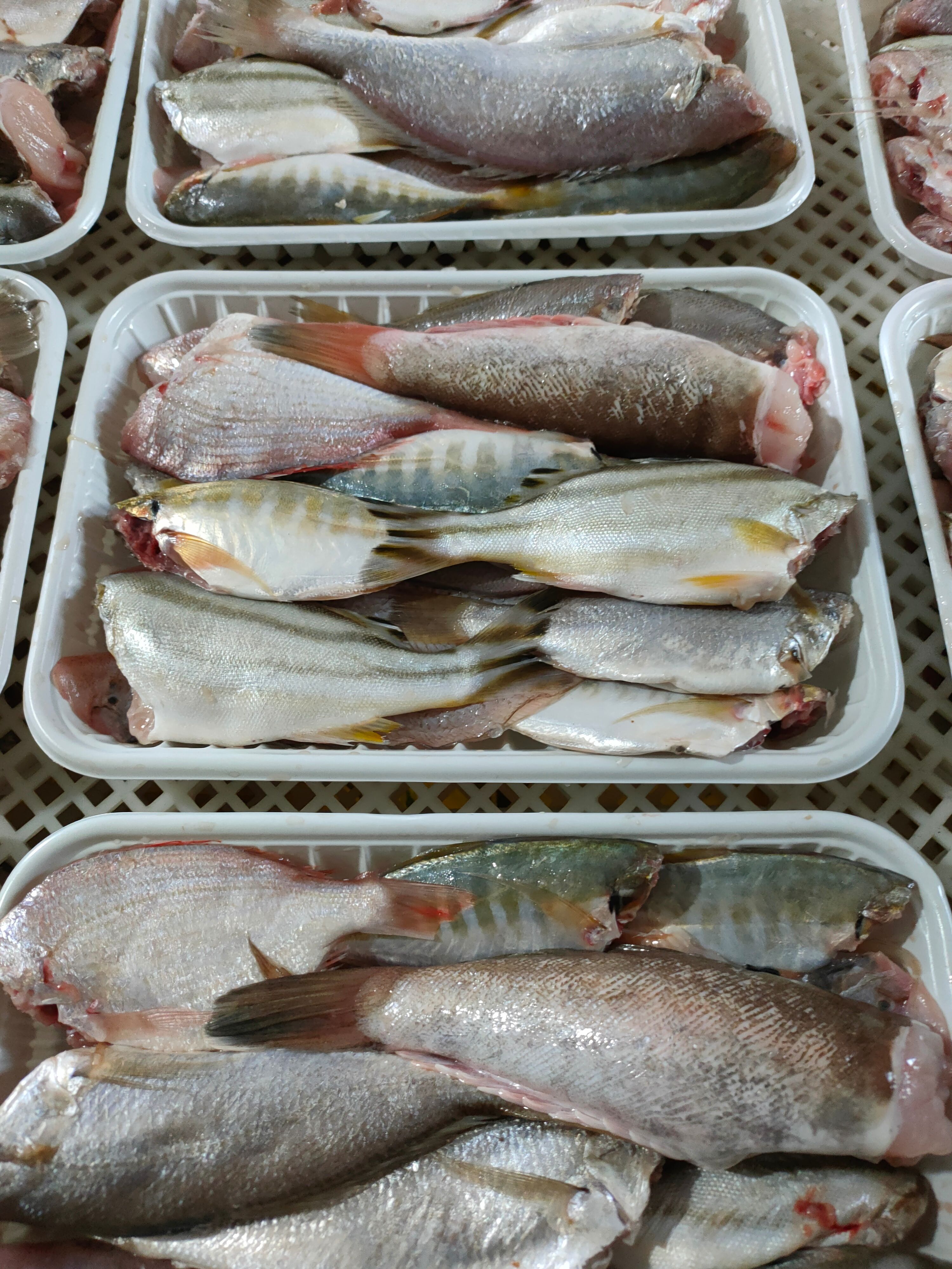北海海鮮禮盒裝  海鮮 海雜魚