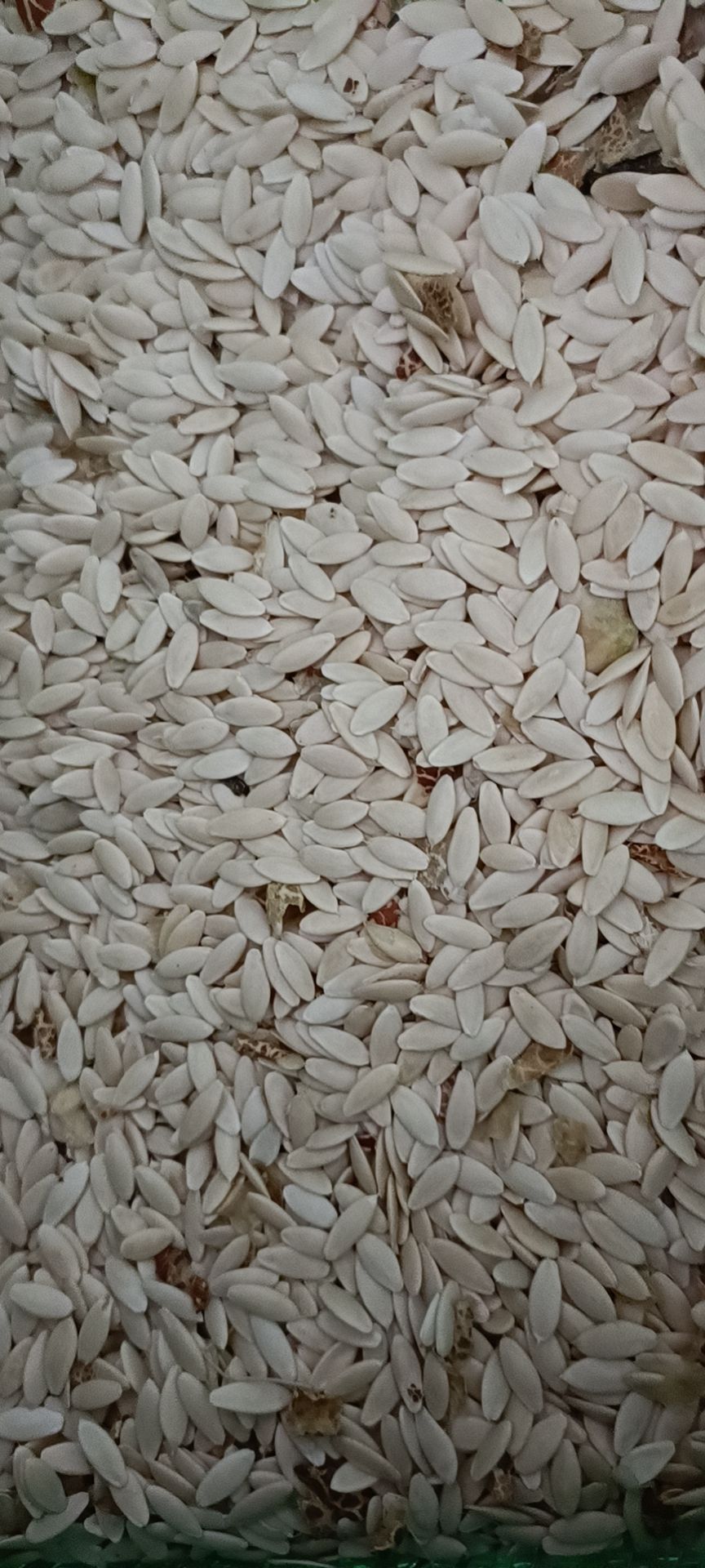 黄瓜子 食用黄瓜籽