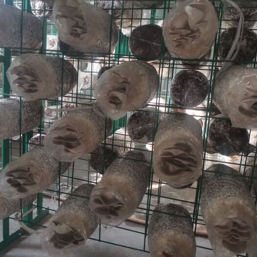 广州平菇菌种  鲜平菇 食用菌蘑菇平菇秀珍菇菌包菌种出菇包菌包菌棒