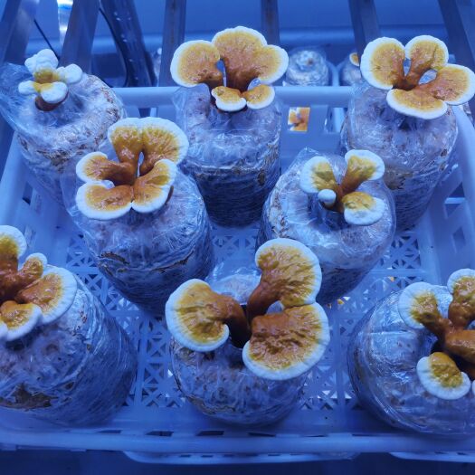广州 灵芝盆景菌包