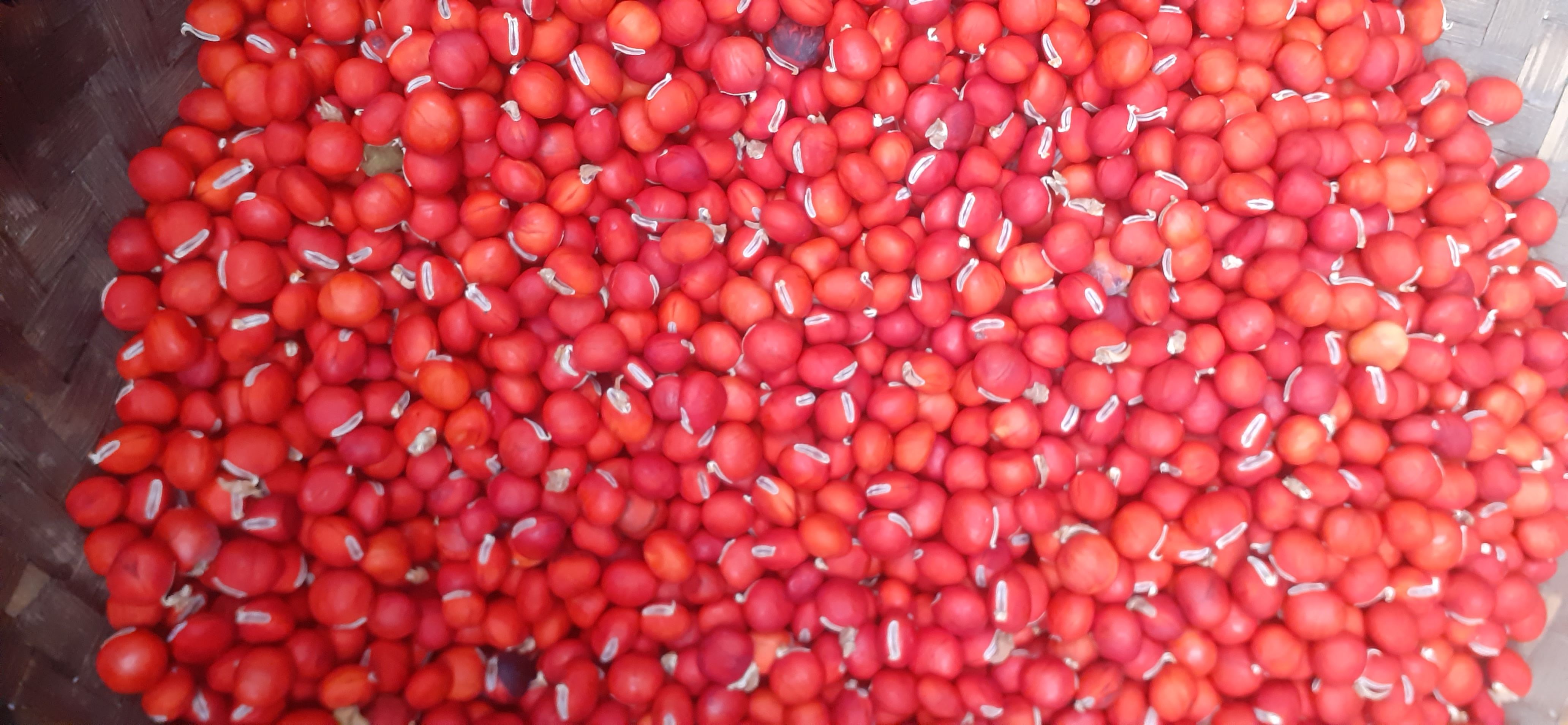 丹棱县相思树种子  红豆种子