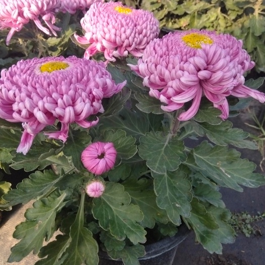 优质穴盘扦插菊花苗，品种多，容易成活，量大者可免费取样。