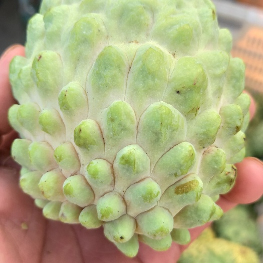 南宁 释迦果