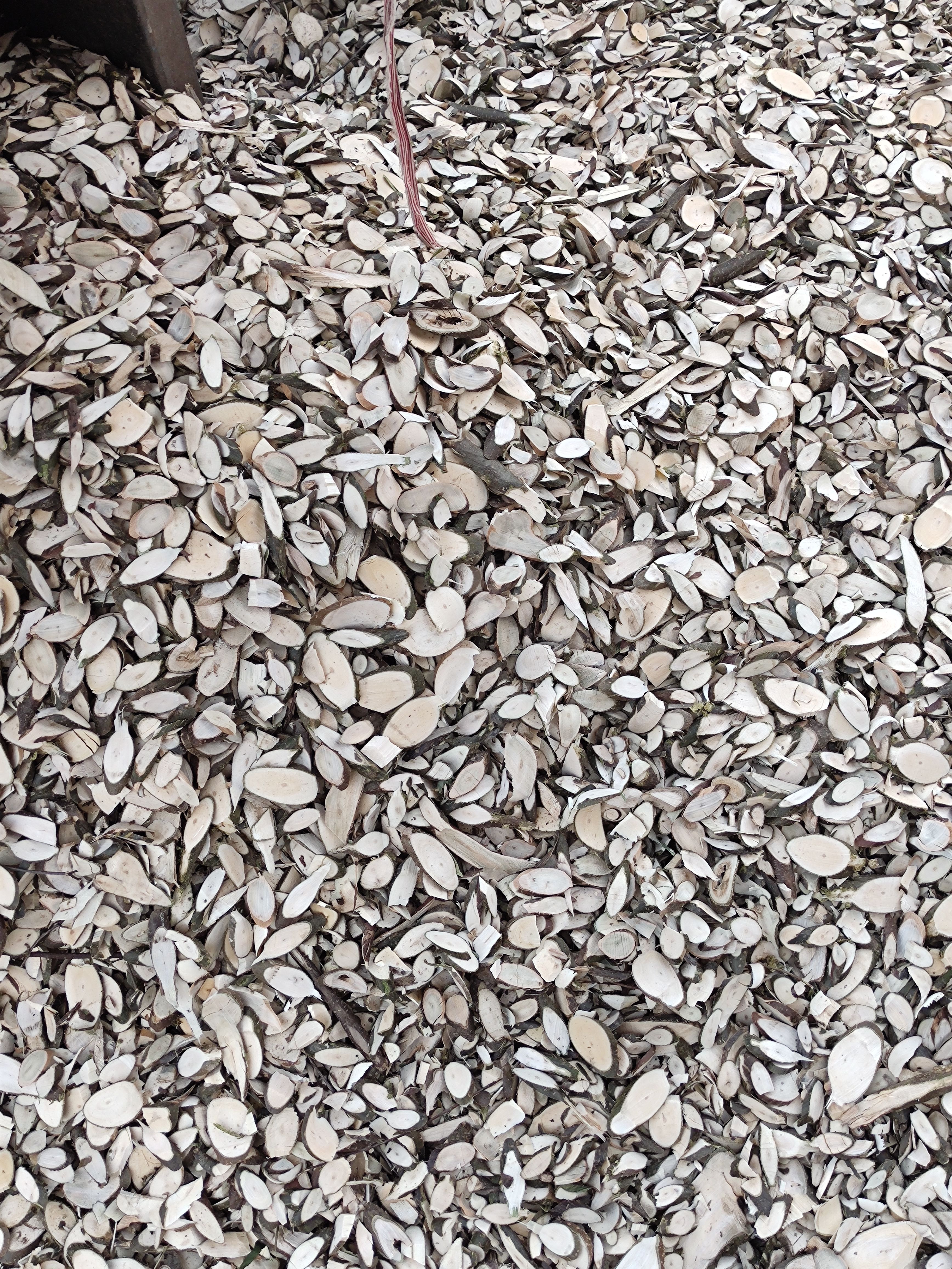 岗梅根  岗梅阳枝片靓货