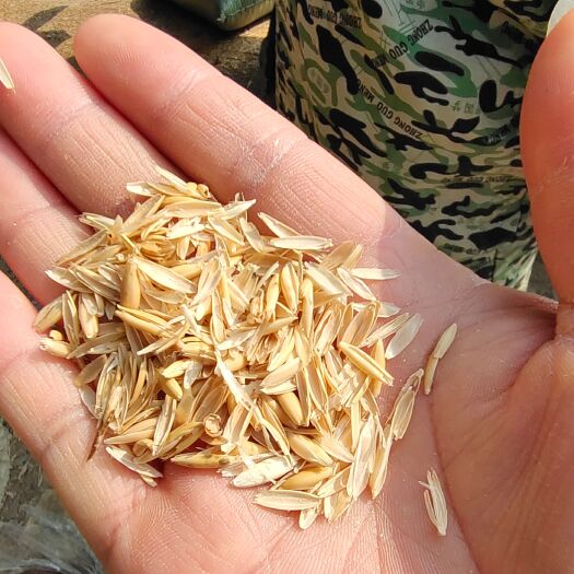 东莞市澳洲燕麦壳