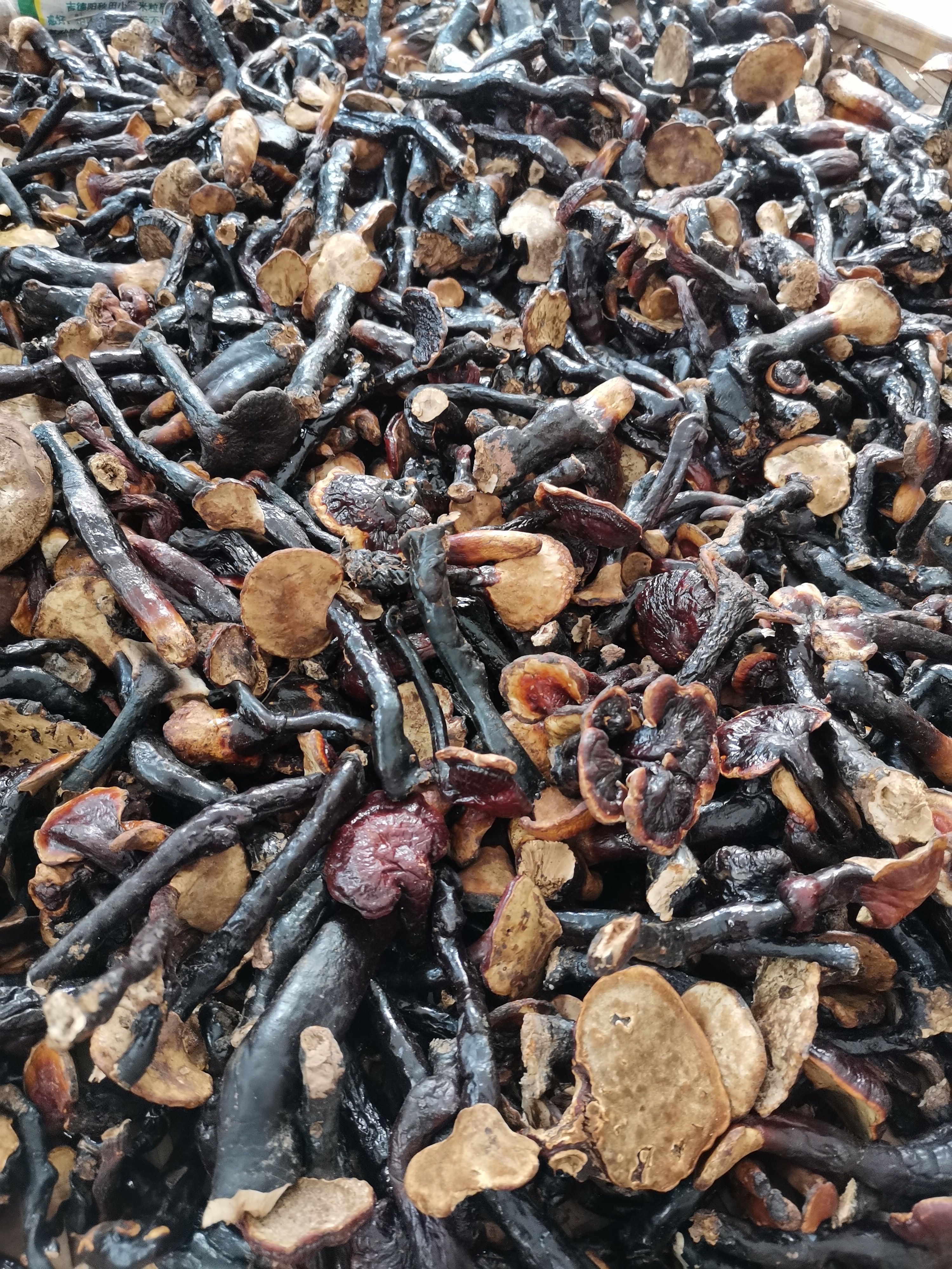 灵芝（云南普洱无量山、哀牢山原始森林深山赤灵芝）