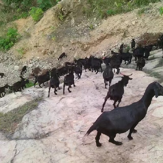麻城市出售自己家散养麻城黑山羊和白山羊