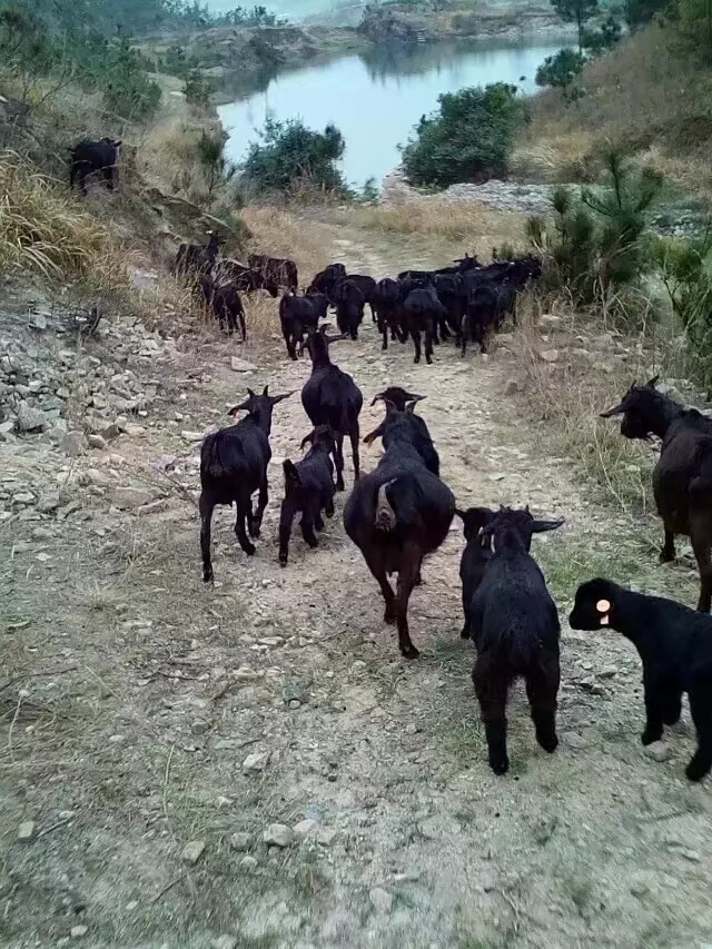 出售自己家散养麻城黑山羊和白山羊
