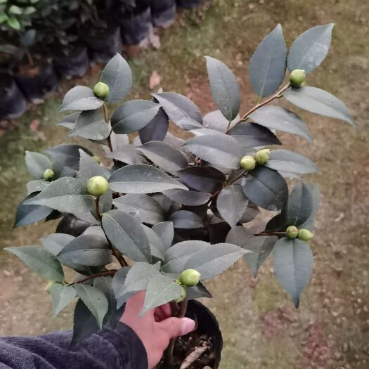 漳平市 香妃茶花