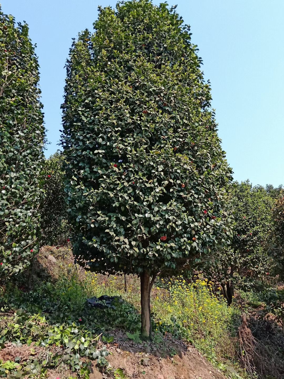 茶花树 庭院景观山茶花