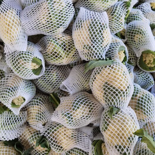 通许县 花菜