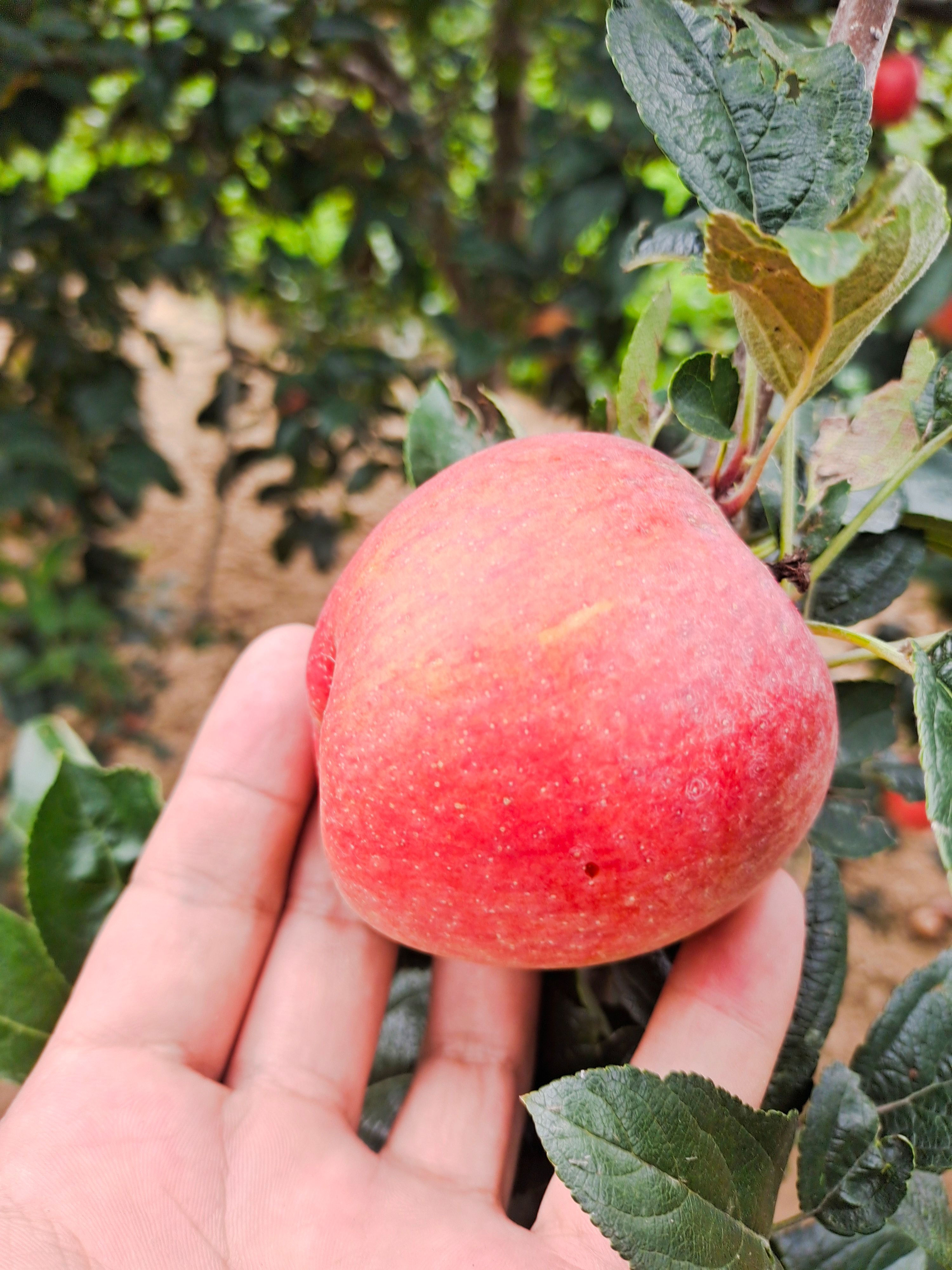 鲁丽苹果苗 早熟苹果 鲁丽苹果树苗早熟自然全红免套袋不沙化耐储存