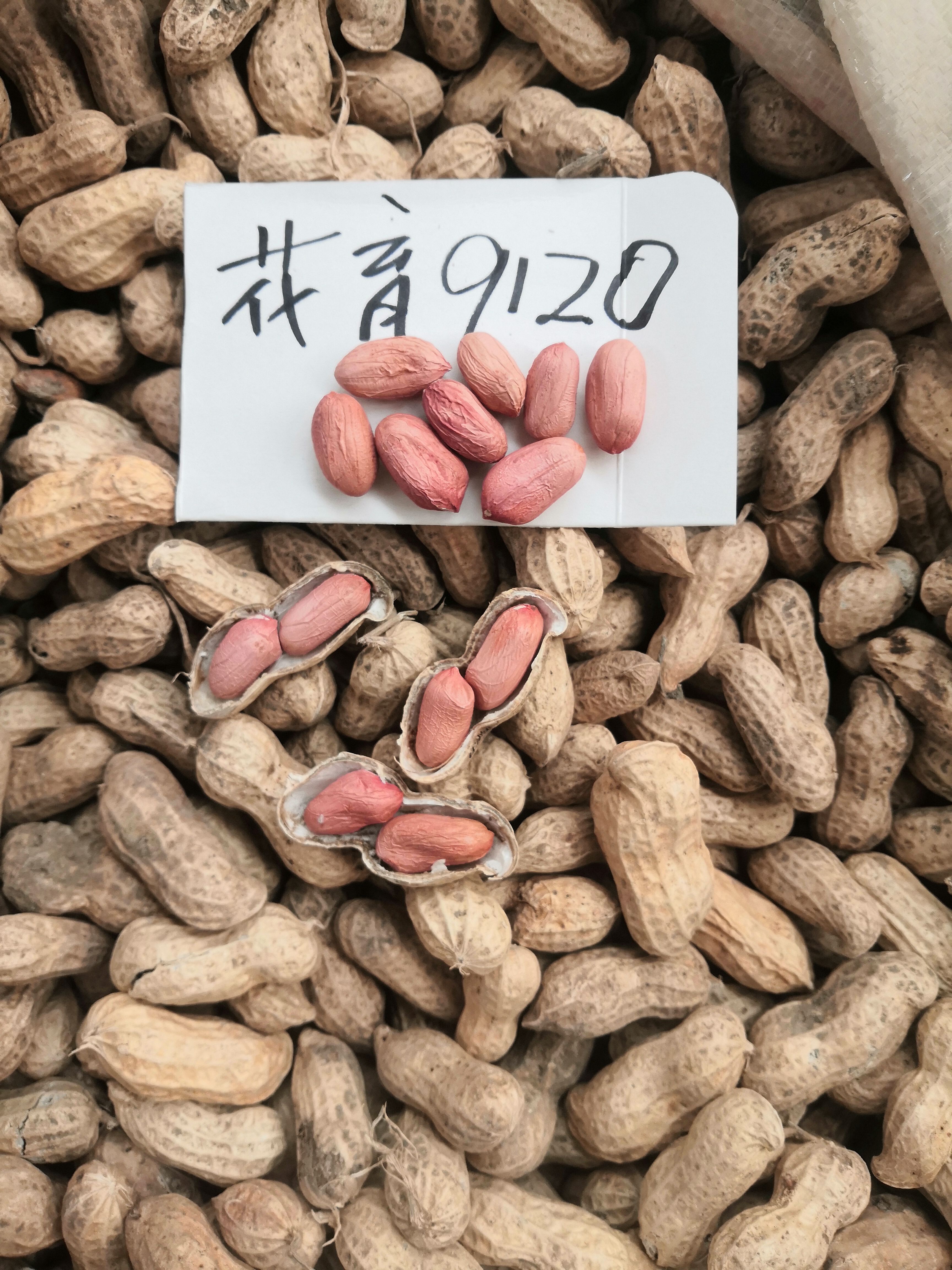 花育花生 花育系列花生原原种