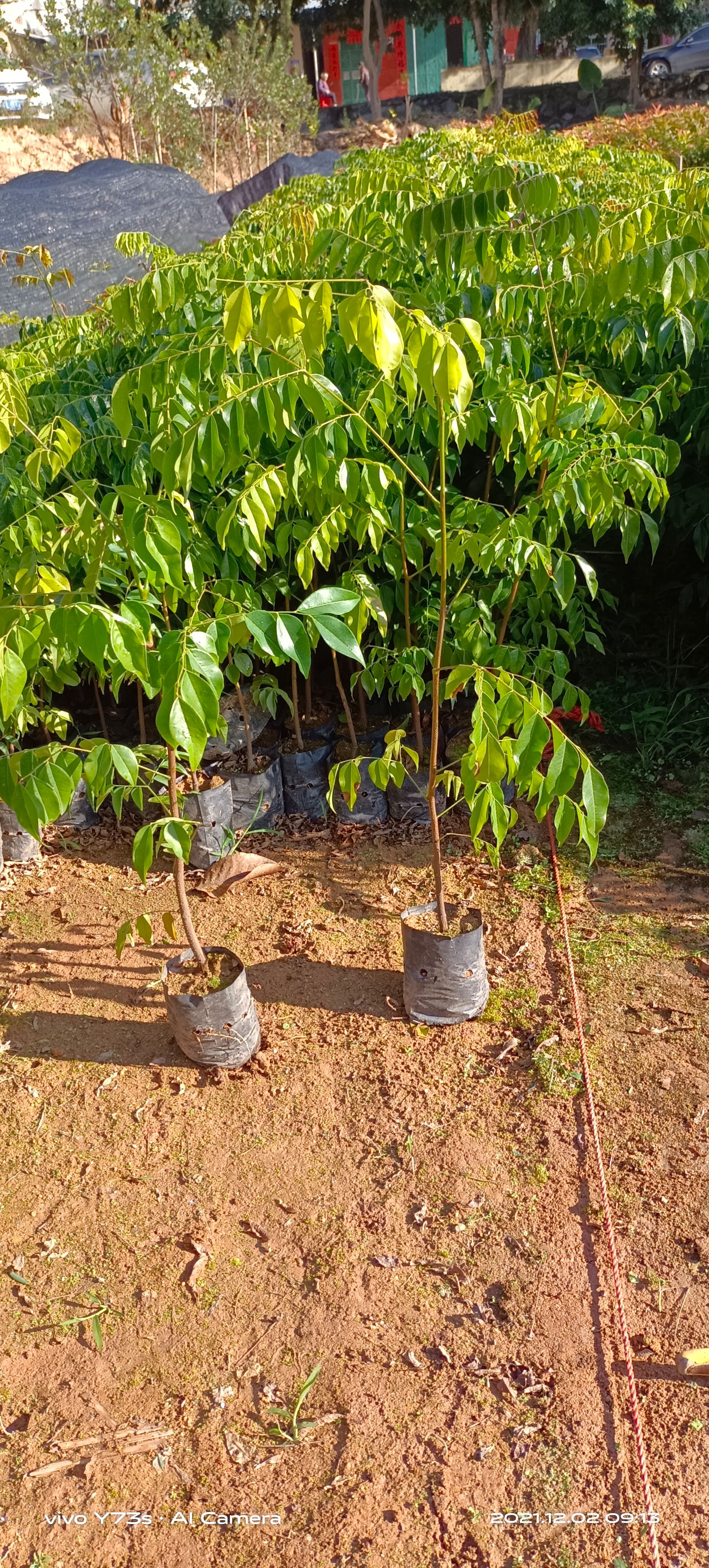 蔷薇苗   格木苗名贵硬材树、铁木树绿化苗木、斗登凤造林带土