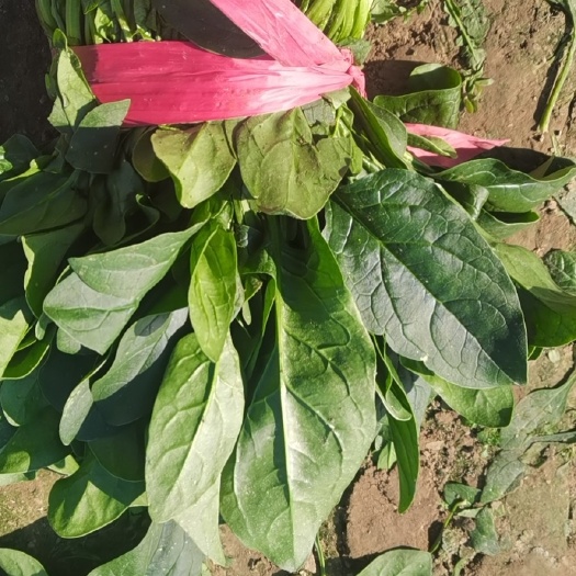金乡县大叶菠菜 菠菜，精品，无白点，无黄叶，，质量好大棚货！