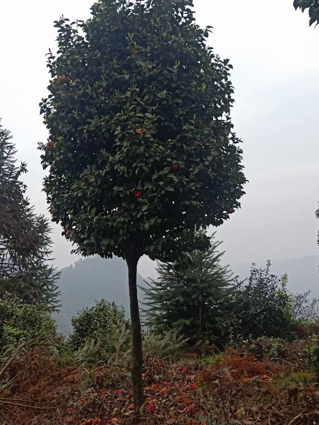 茶花树 庭院景观山茶花