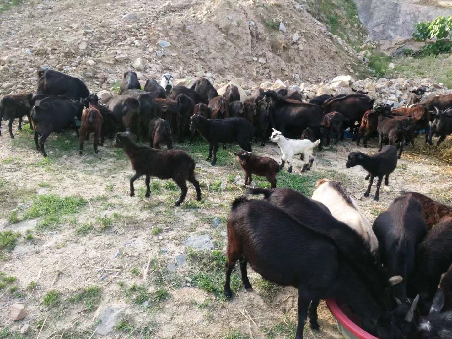 出售自己家散养麻城黑山羊和白山羊