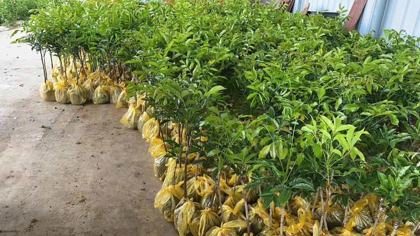 西山榄苗     黑橄榄苗    乌榄苗