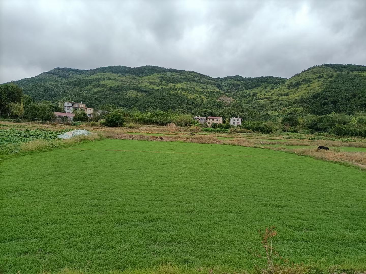 马尼拉草皮
