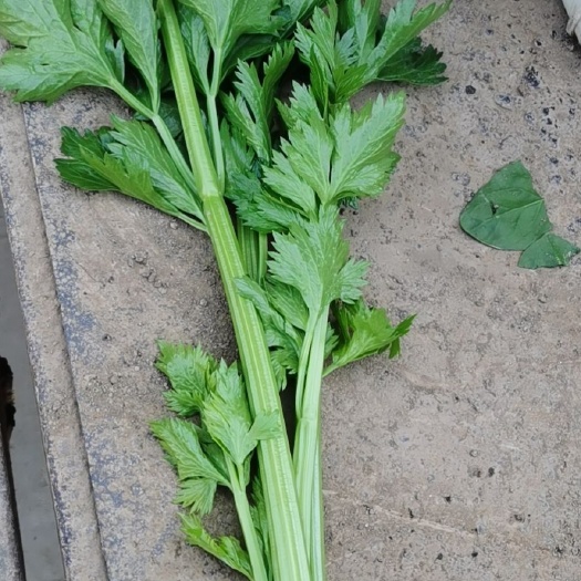 香芹 芹菜，大量上市