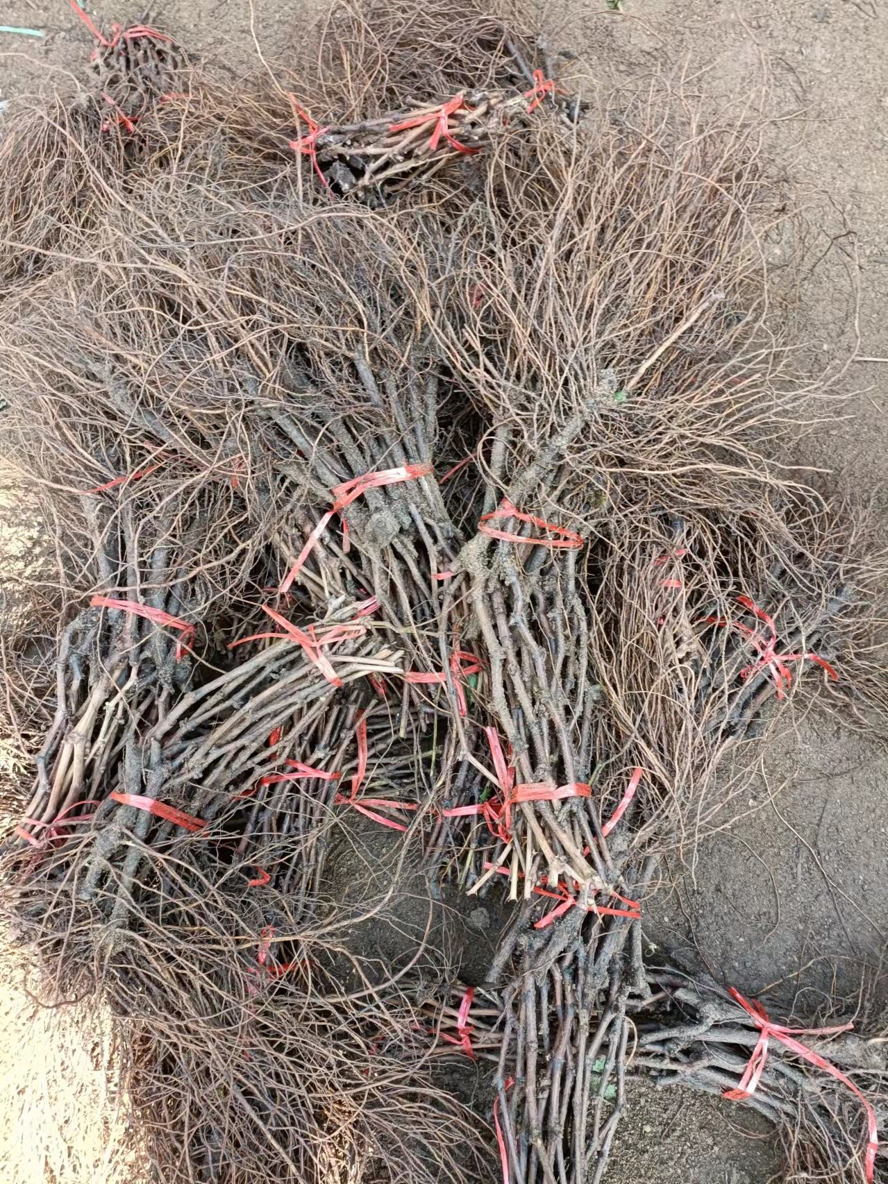 维多利亚葡萄苗早熟葡萄苗大棚葡萄苗批发基地保证纯度和成活率