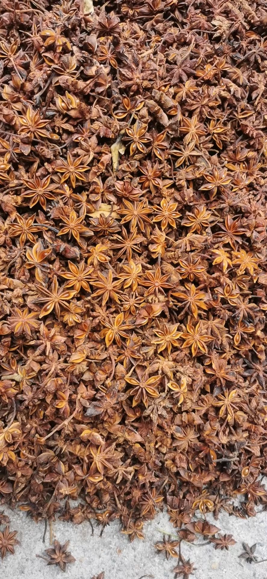 大红八角足干无硫箱装23年新秋八角