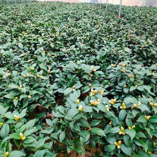 漳平市 茶花230杯赤丹基地批发