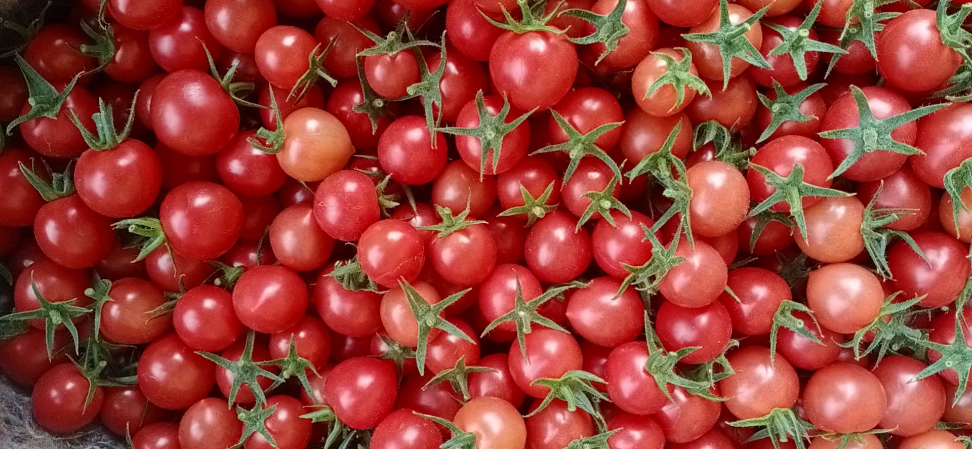 贝贝圣女果 山东省济南市商河县