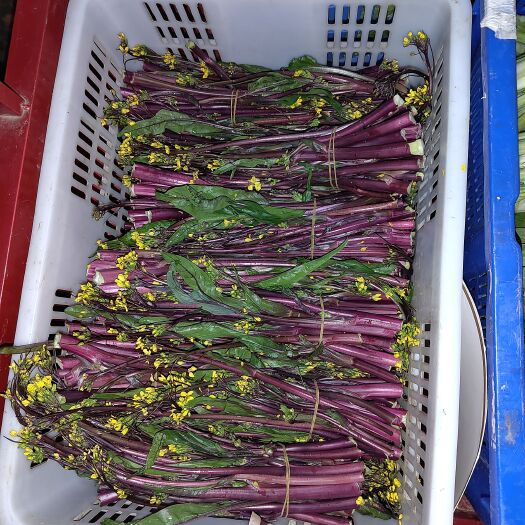 赤壁市 红菜苔，洪山菜苔
