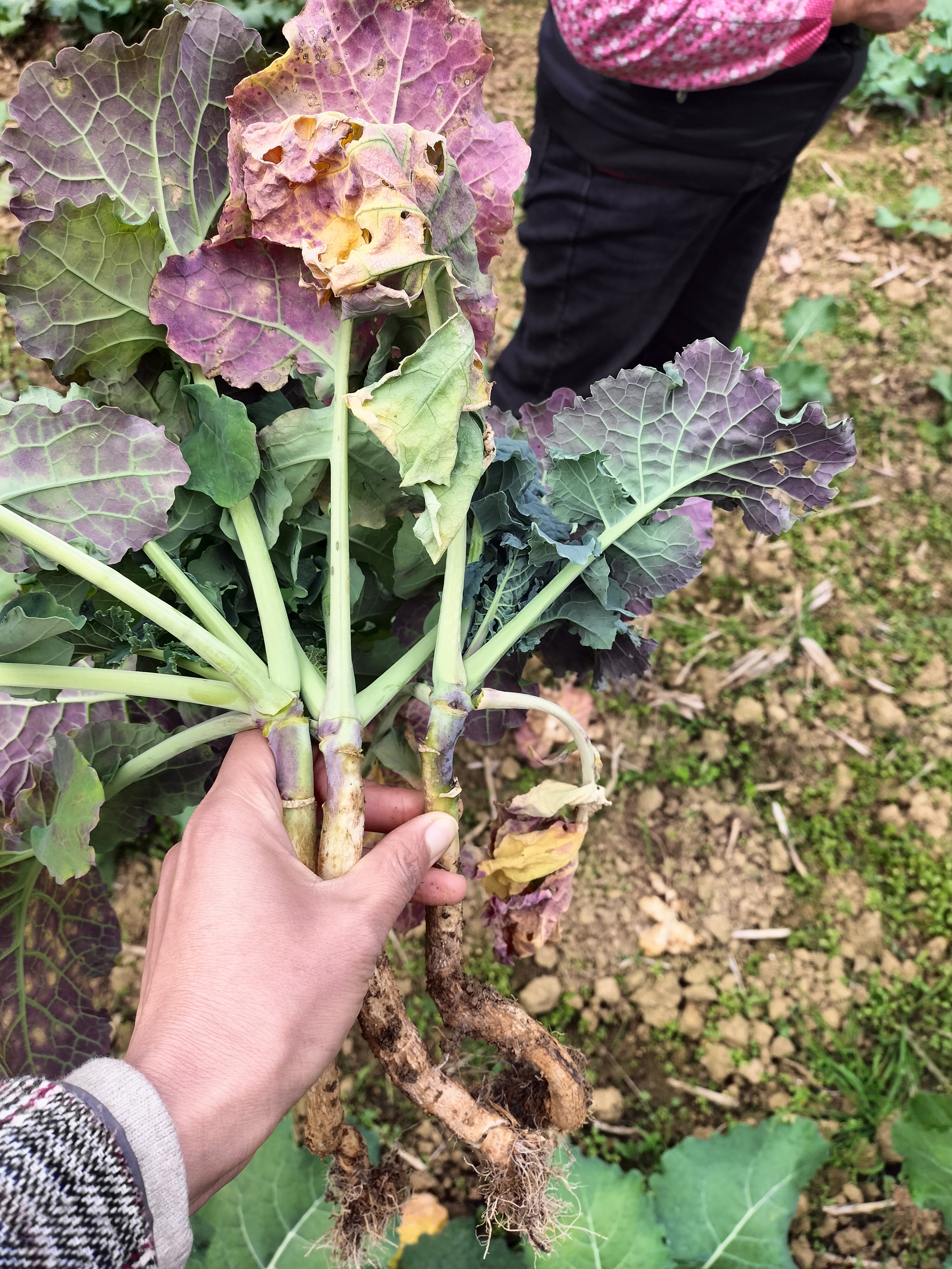 老师您好这个油菜苗是得了什么病啊