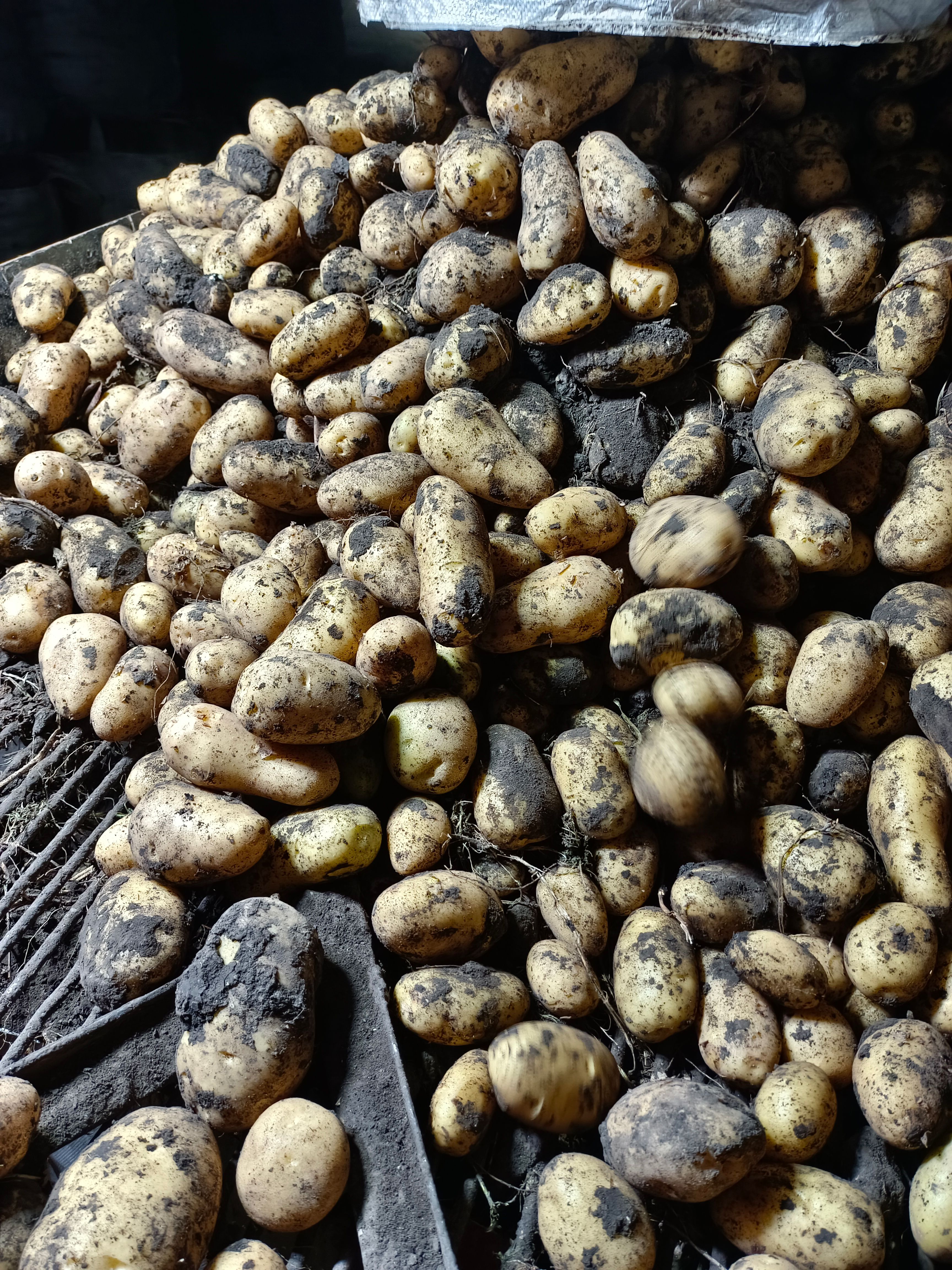 黄心土豆 出售黄金薯商品个头大皮毛好颜色亮