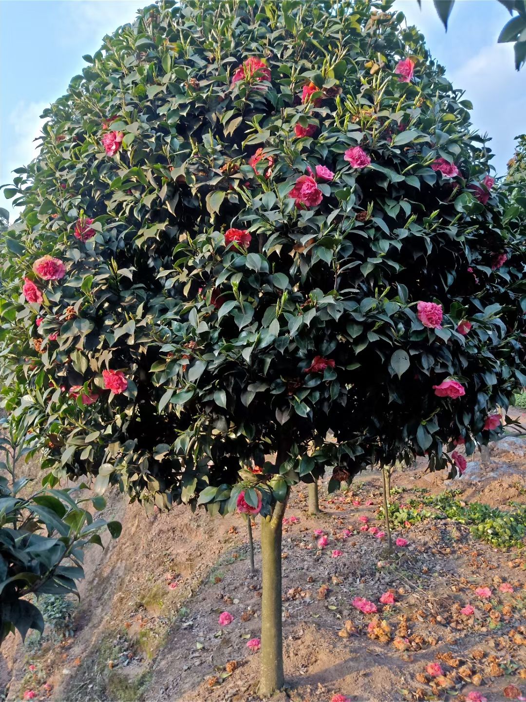 茶花树 庭院景观山茶花