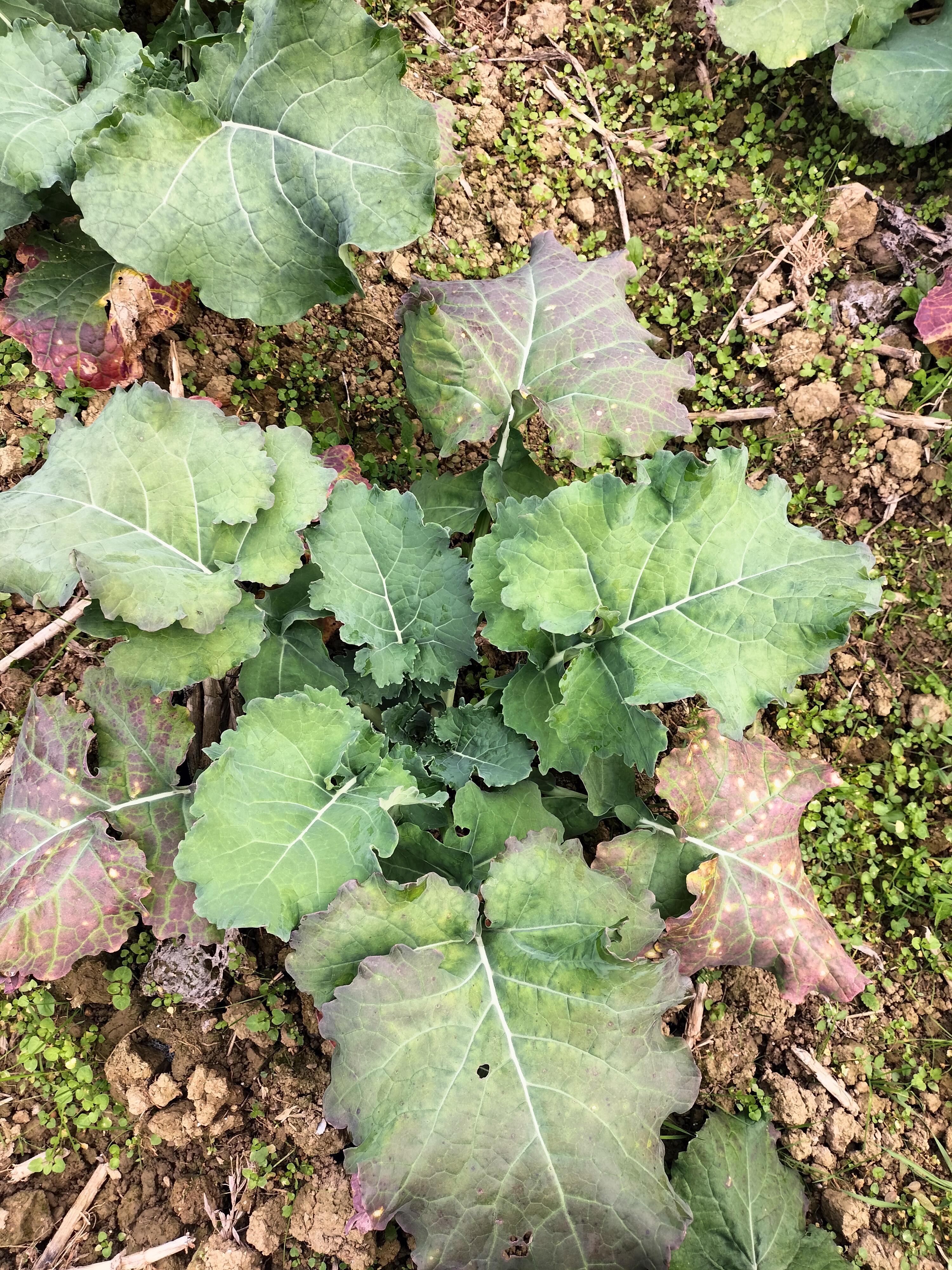 老师您好这个油菜苗是得了什么病啊