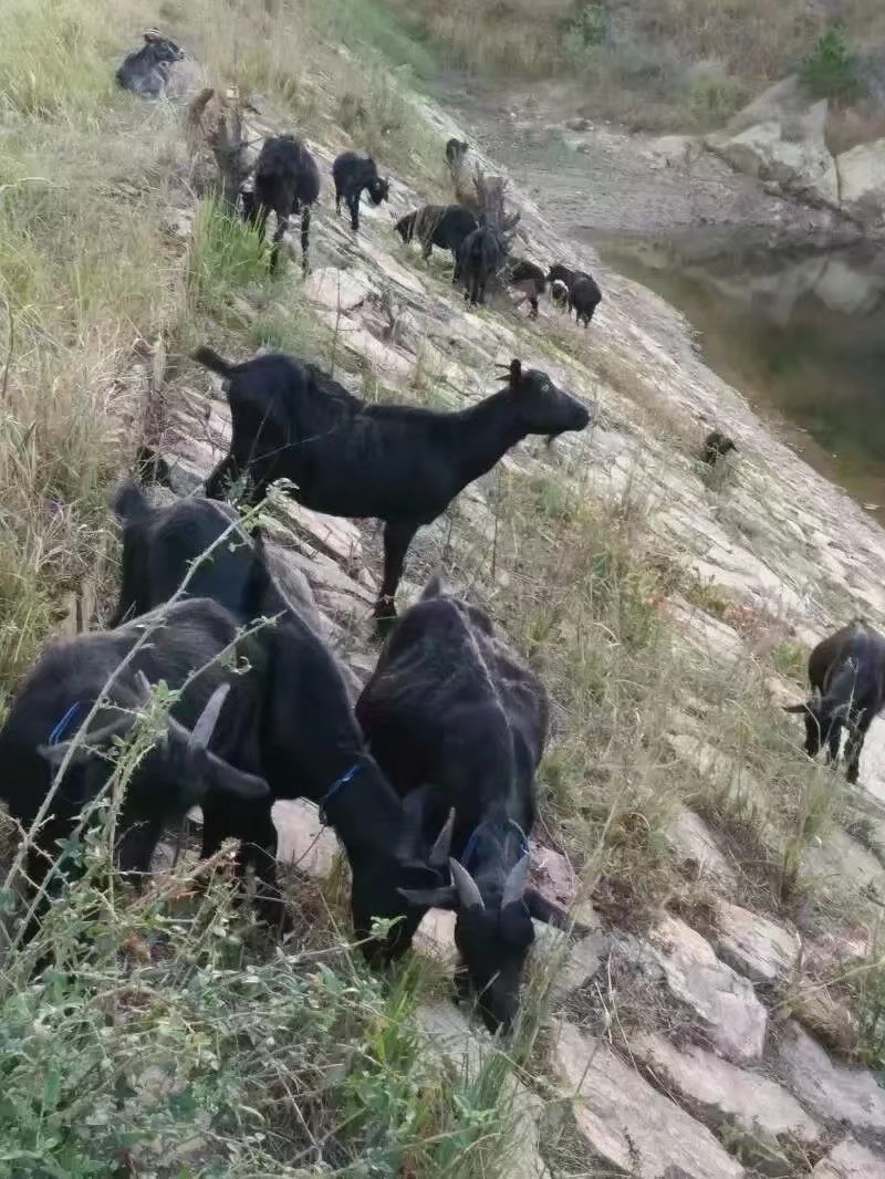 出售自己家散养麻城黑山羊和白山羊