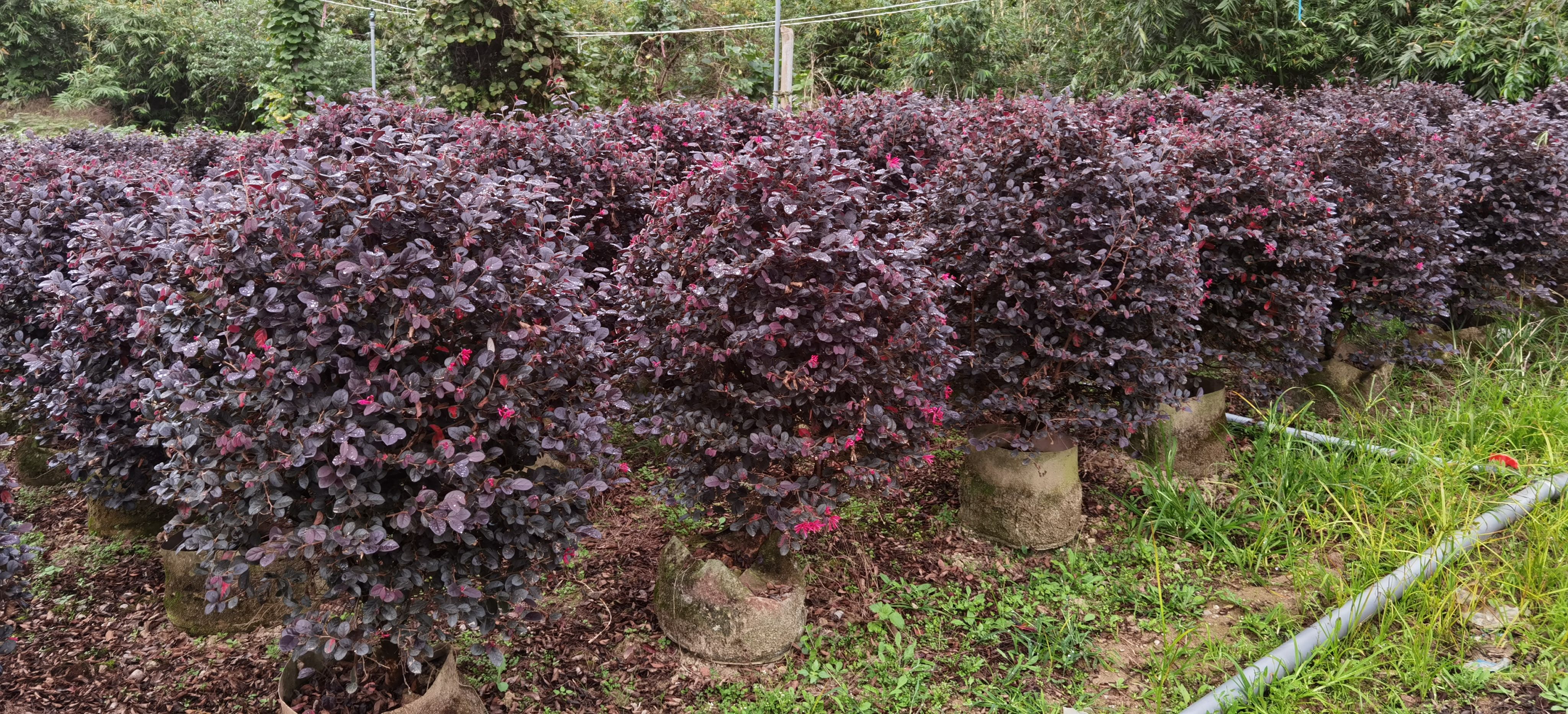 单面红 红继木实球