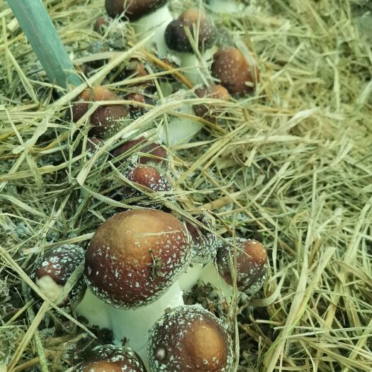 钟祥市 刚出的大球盖菇，品种好，质量高，品相完整