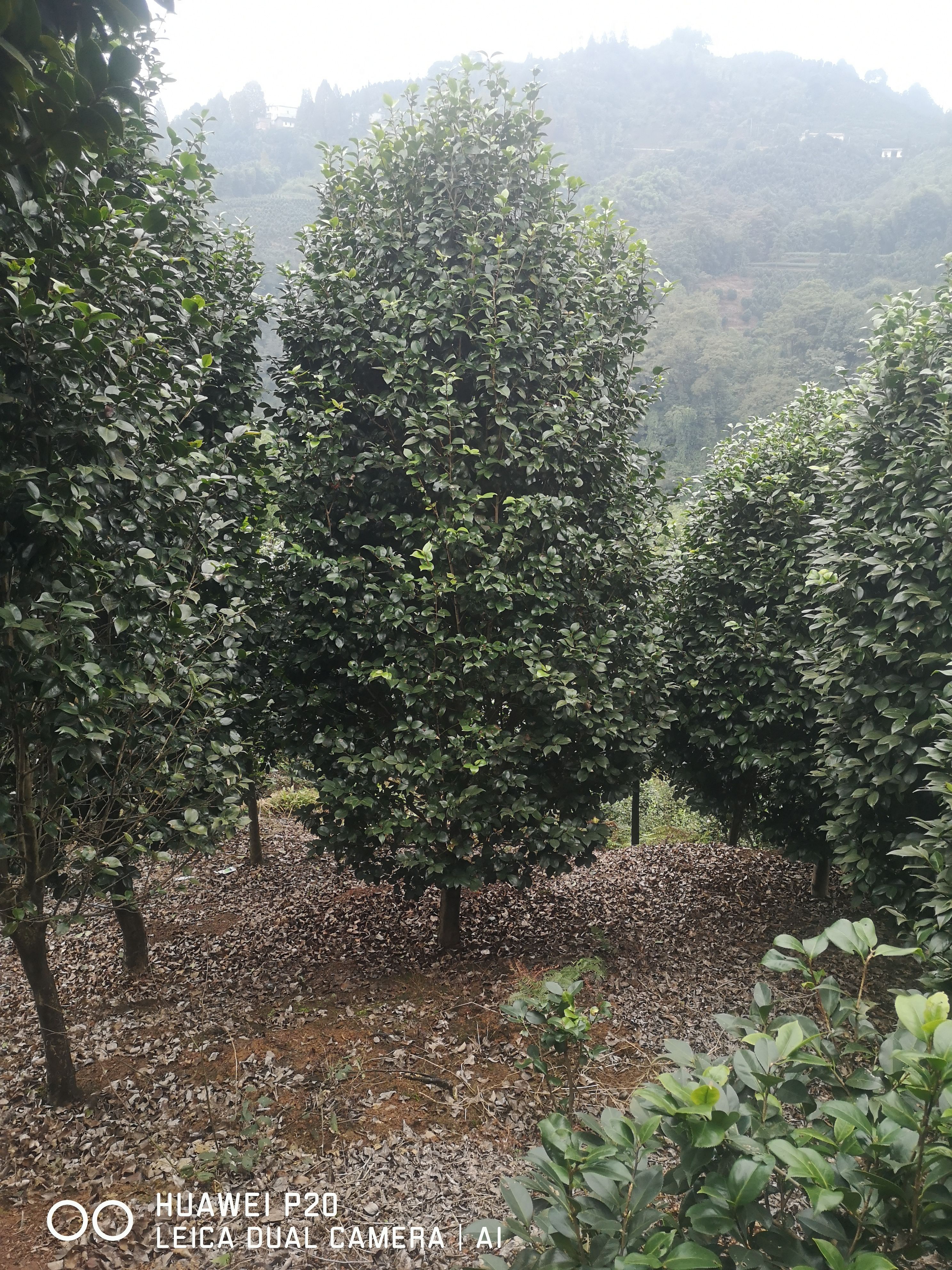 茶花树 庭院景观山茶花