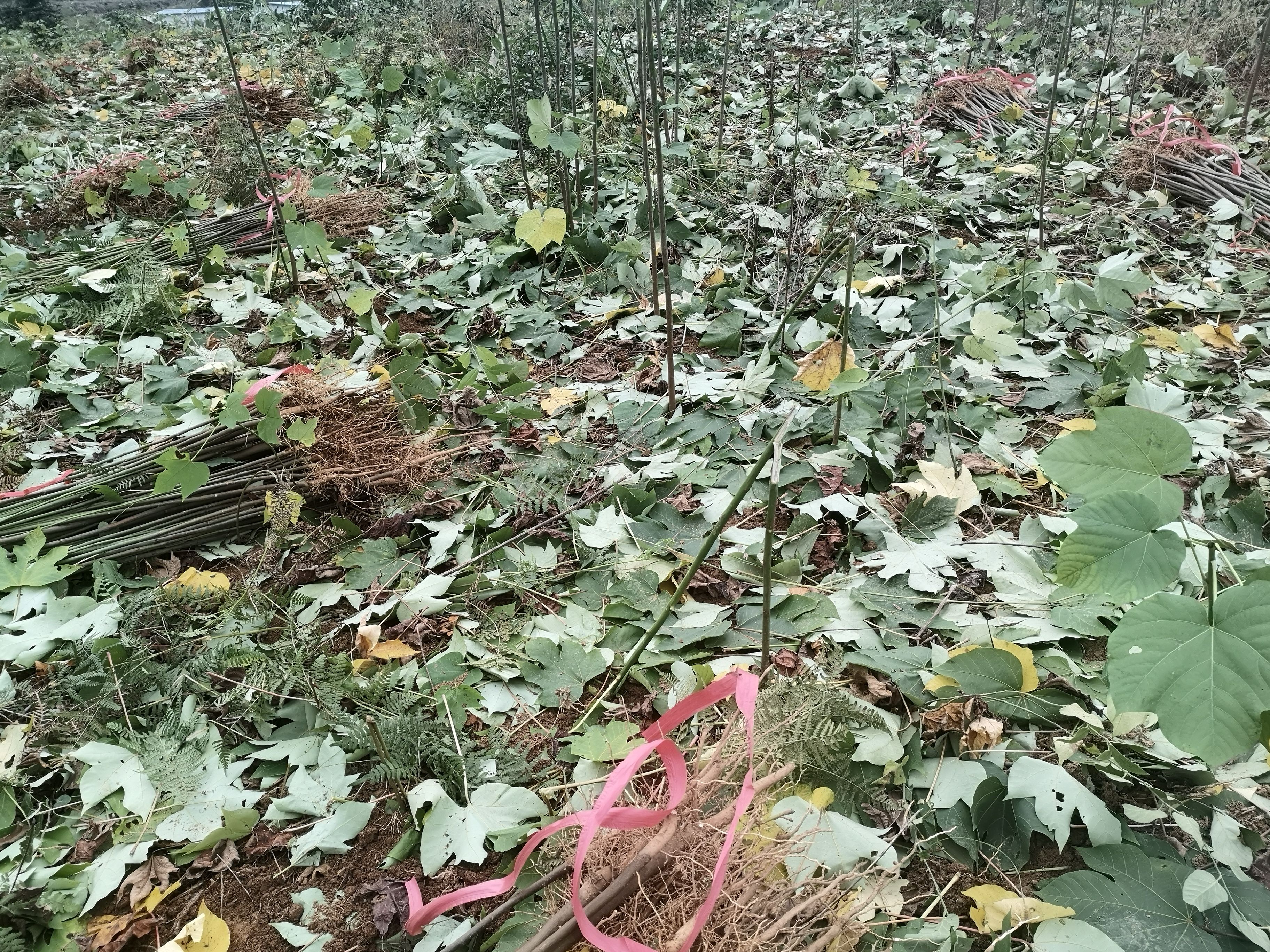油桐苗 油桐树苗千年桐苗20棵起零售桐油树苗