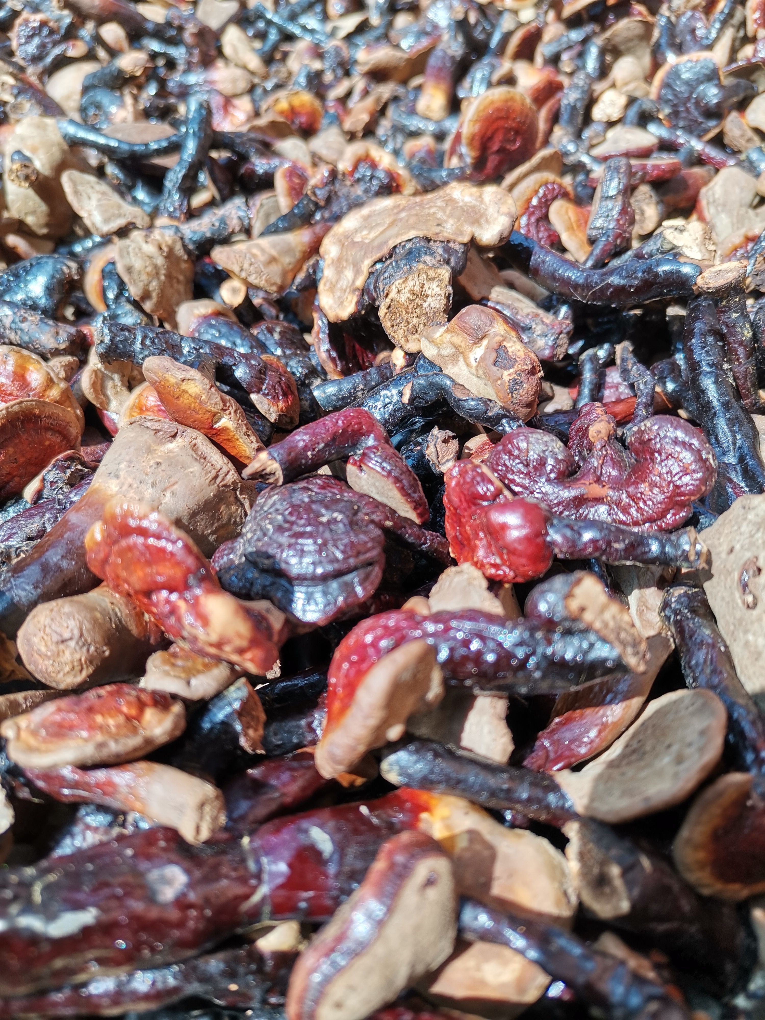 灵芝（云南普洱无量山、哀牢山原始森林深山赤灵芝）