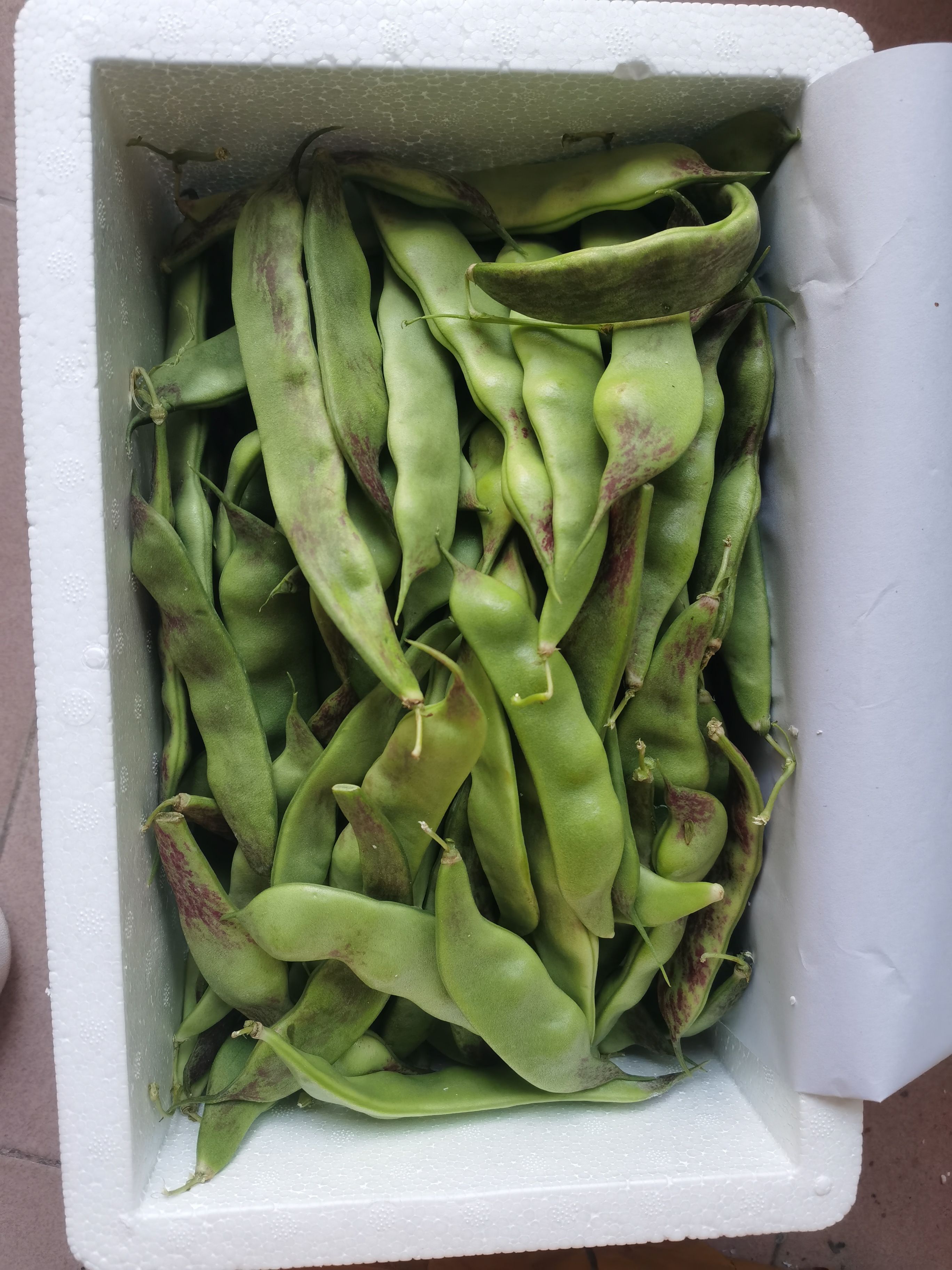 一点红油豆角 长期供应 四季有货 新鲜采摘